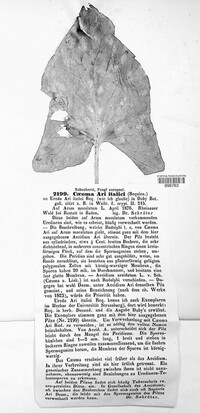 Melampsora allii-fragilis image